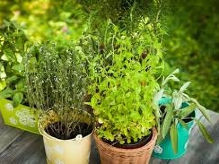 Tecnologia auxilia a produção de temperos e hortaliças em áreas urbanas