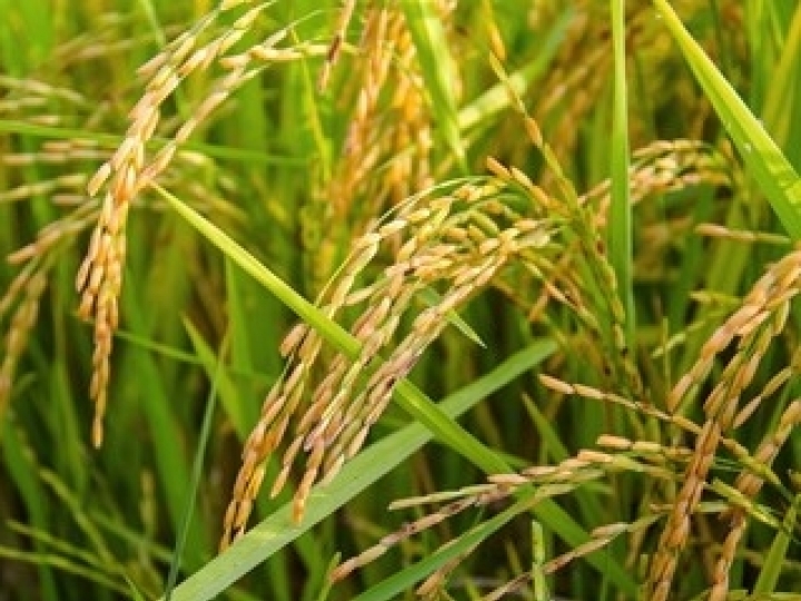 Presença da cigarrinha-do-arroz em SP deixa produtores atentos