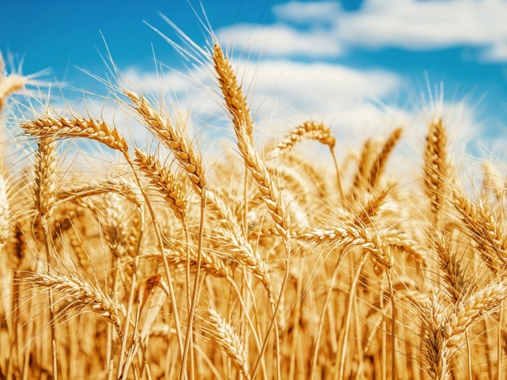 Cenário de alta no preço do trigo pressiona indústria moageira nacional