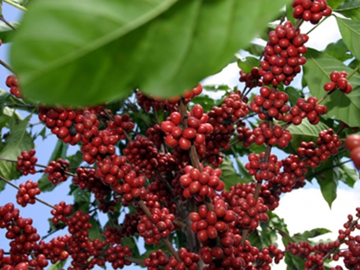 Conselho aprova verba para recuperação de cafezais