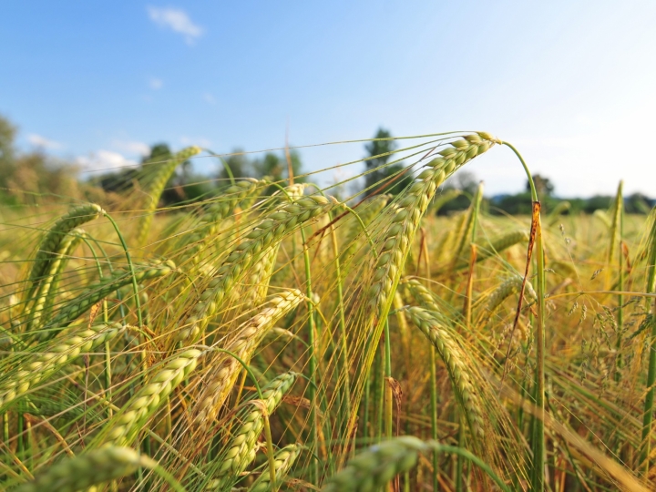 Zoneamento orienta sobre riscos climáticos no cultivo de cevada