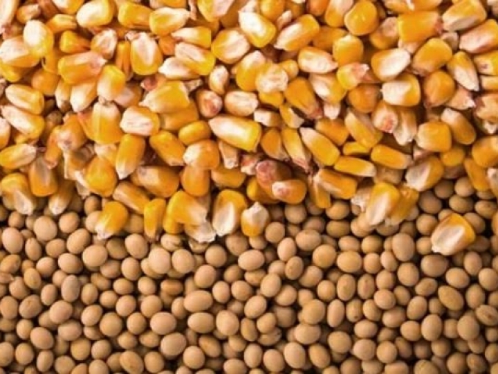 Imposto de importação para soja e milho é zerado até 2021