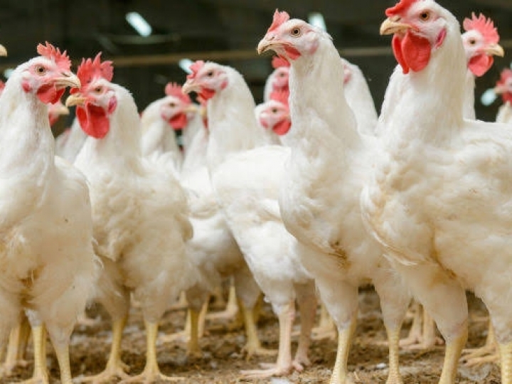 FACTA promove curso on-line de ambiência e bem-estar na avicultura