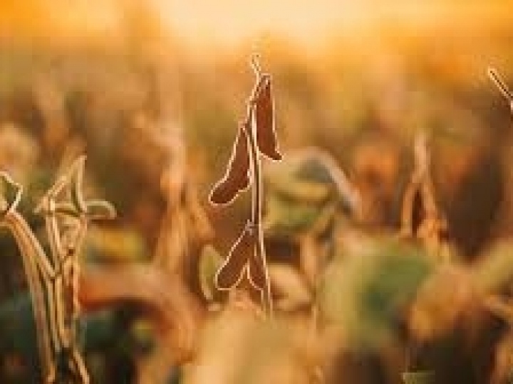 Soja em sucessão à aveia-preta e ao trigo pode ter produtividade 54% maior