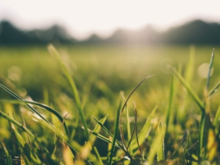 Estudo mostra redução de pastagens degradadas em áreas do Plano ABC