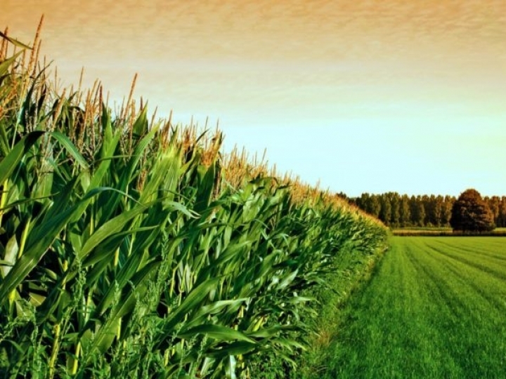 Novo leilão de frete para remoção de 33,4 mil toneladas de milho