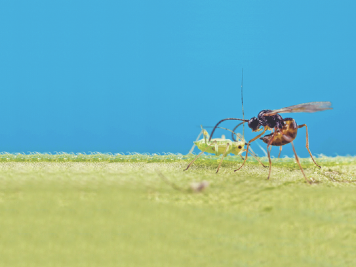 Novas especificações de referência ampliam as opções para o registro de defensivos biológicos