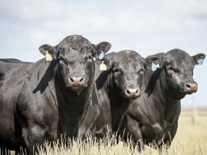 Angus e Ultrablack faturam R$ 46 milhões 