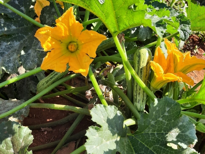 Lavoura de abobrinha livre de viroses é o sonho de todo o produtor