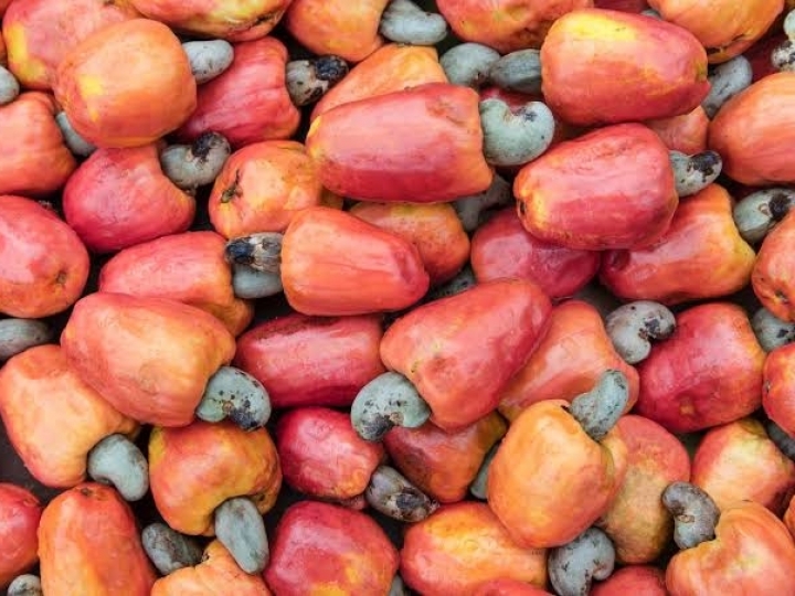 Ciência garante preservação da variabilidade genética do cajueiro