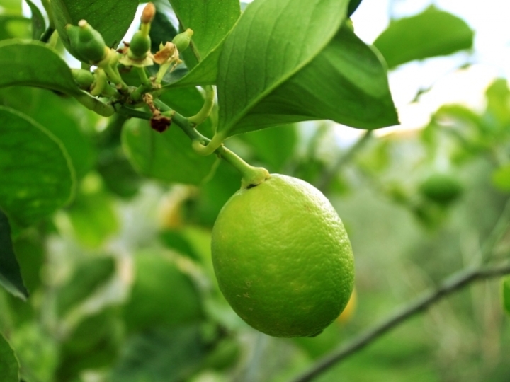 Roçadeira ecológica em conjunto com consórcio de braquiária ruziziensis amplia a produtividade de Tahiti em 30%