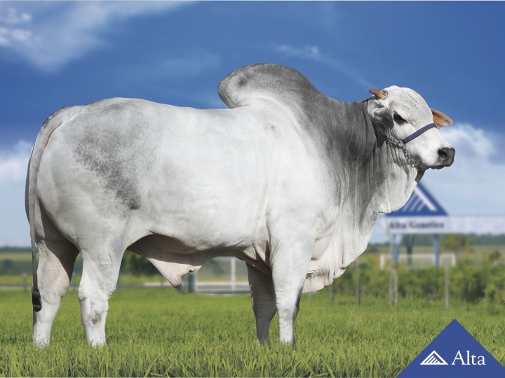 O maior reprodutor Nelore vai se aposentar   