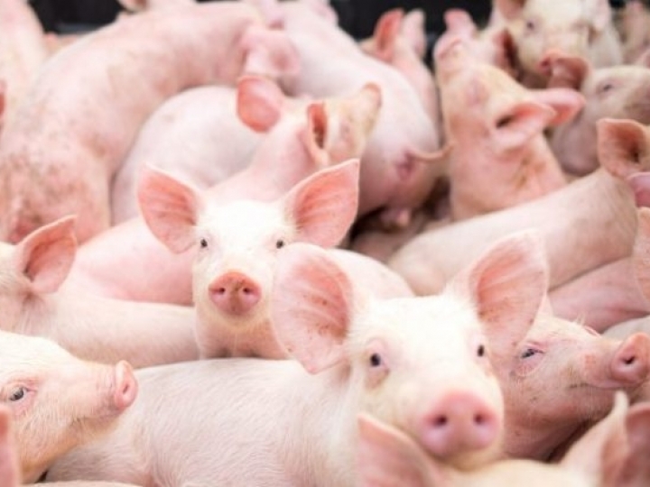 Doenças entéricas em suínos