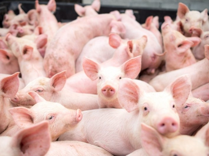 Exportações de carne suína acumulam alta de 40,4% em 2020