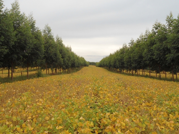 Àrvores no campo reduzem doenças nas lavoura