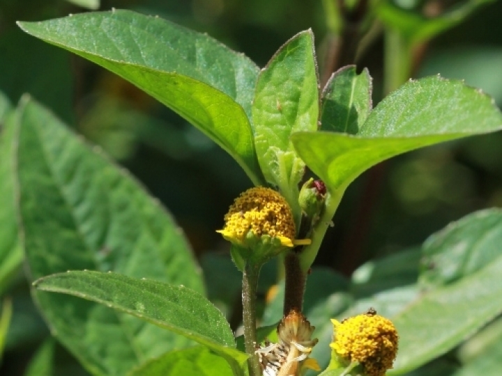 Incidência de vírus do jambu é inédita