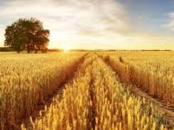 Como erros na fase de plantio geram perdas de produtividade