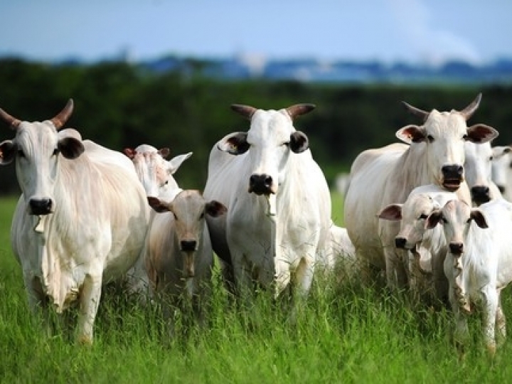 Leilão  de 447 bovinos apreendidos em GO e erva-mate do Sul do país