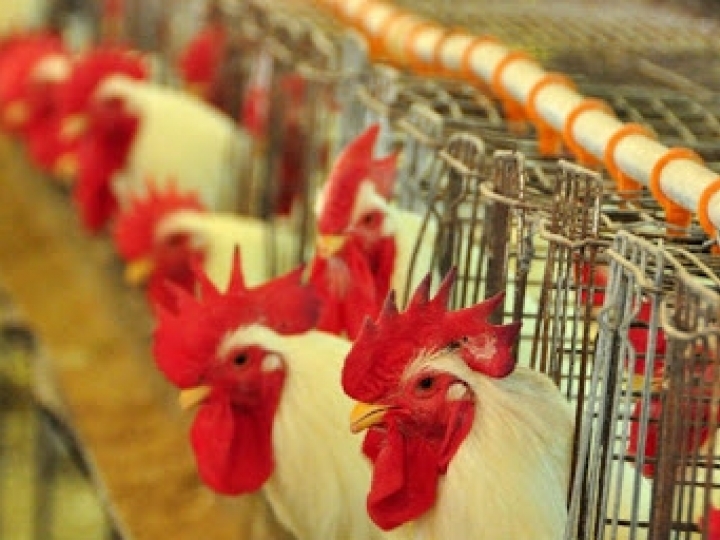 Nova vacina para imunização das aves no incubatório