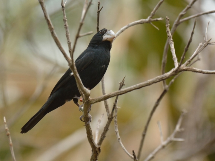 Reserva da Usina Coruripe no Norte de Minas completa 15 anos