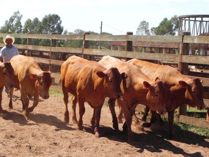 Disponíveis 68 bovinos do IZ para venda    