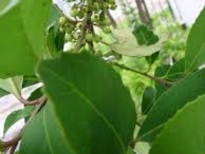 Identificado compostos no tecido de folhas de erva-mate