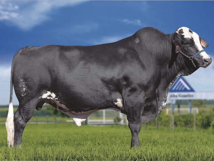 Perda na pecuária leiteira brasileira 