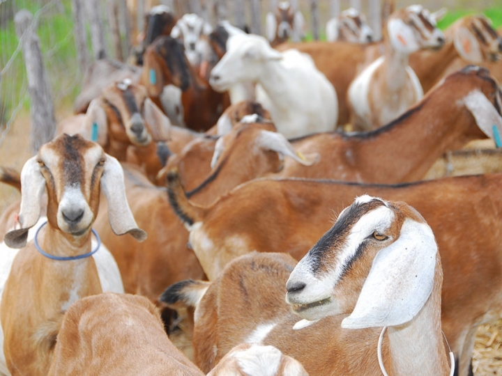 Adubos orgânicos beneficiam caprinos e ovinos