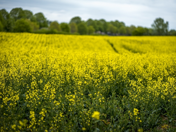 Tecnologia brasileira torna mais eficiente o plantio de canola no Canadá