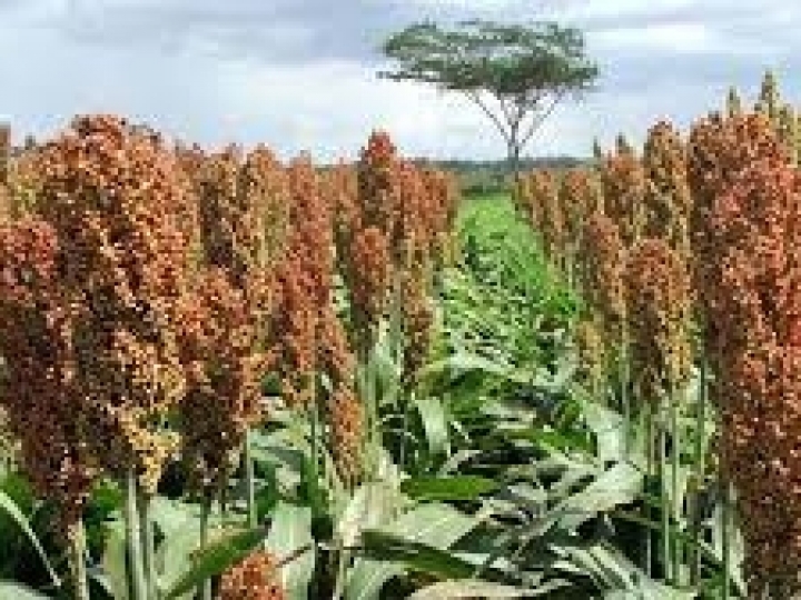 Variedade de sorgo específica para produção de vassoura caipira