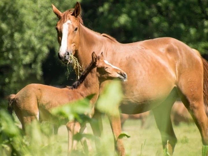 Nutrição para reprodução das éguas