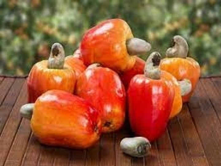 Cultivo do caju passa a contar com Zoneamento Agrícola de Risco Climático