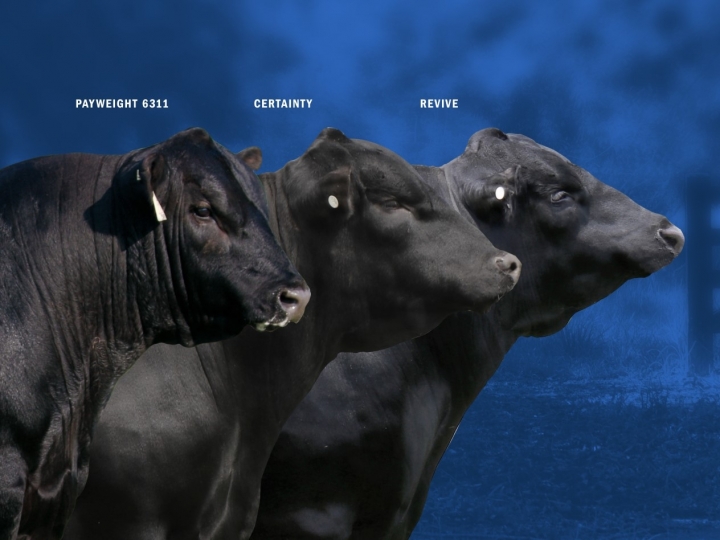 Novas doses de sêmen heterospérmico intensificam ganho genético para rebanhos de corte