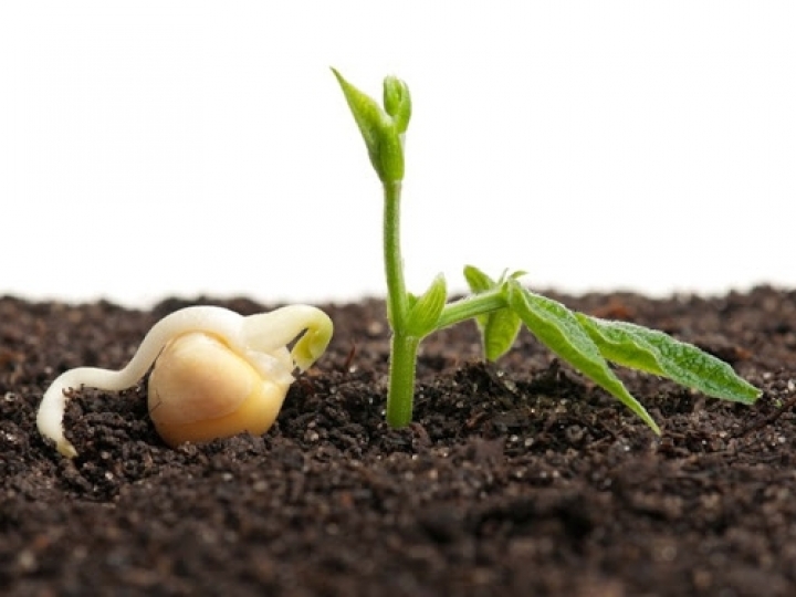 Decreto regulamenta lei de Sementes e Mudas