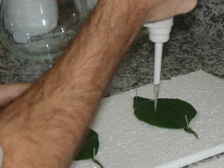 Programa Adjuvantes da Pulverização e Coopercitrus firmam acordo para avaliar funcionalidade de adjuvantes