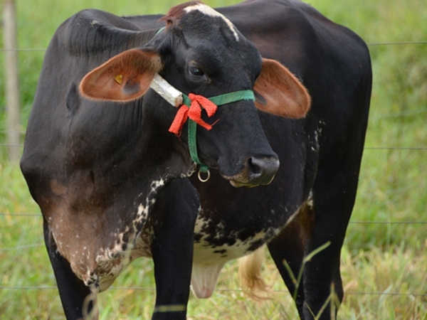 Fotos: Renata Silva e Giovanna Carvalho