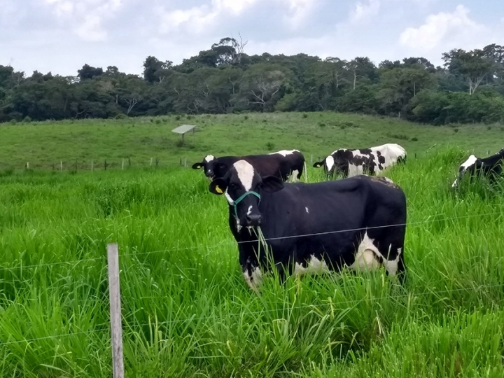 Pesquisadores escutam as vacas em método inédito 