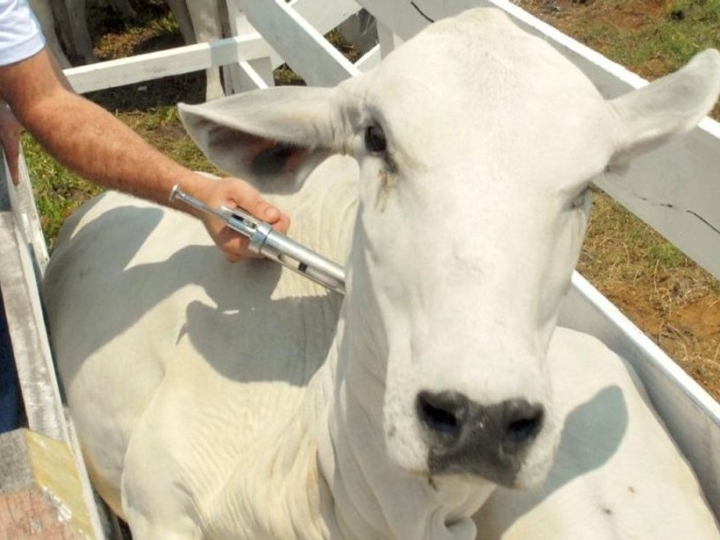 2ª etapa contra  Febre Aftosa é prorrogada