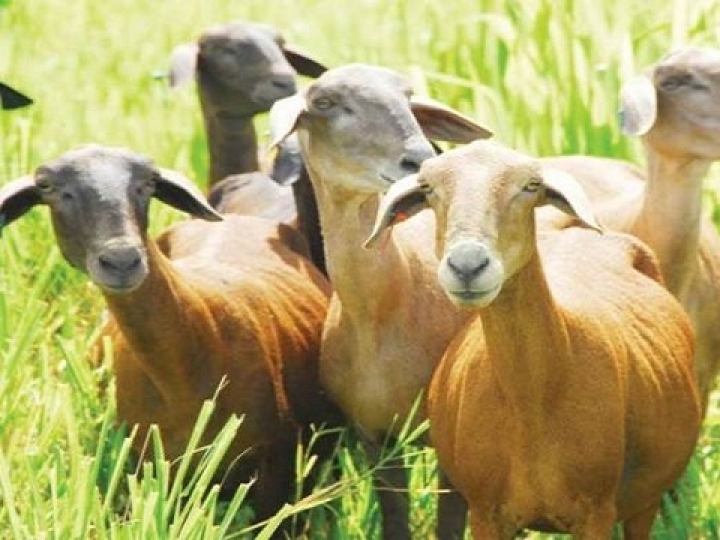 Produção de caprinos e ovinos terá recursos de R$ 426 mil para ações de inovação