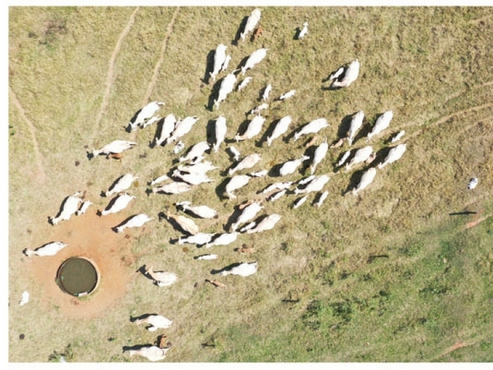 Drones com câmeras inclinadas para monitorar gado no pasto