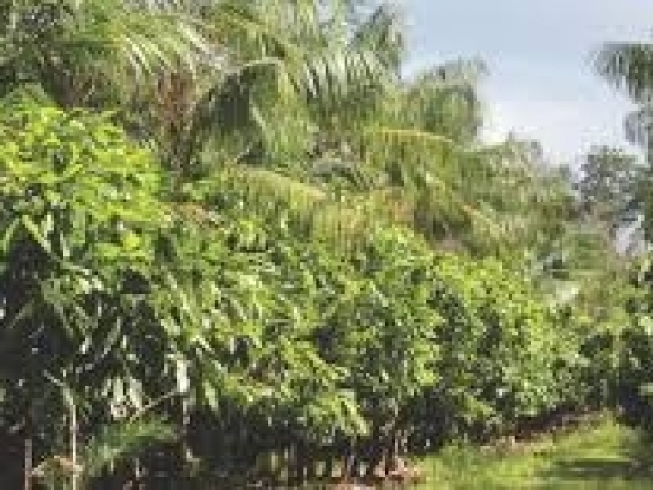 Sistemas agroflorestais são viáveis em relevos montanhosos