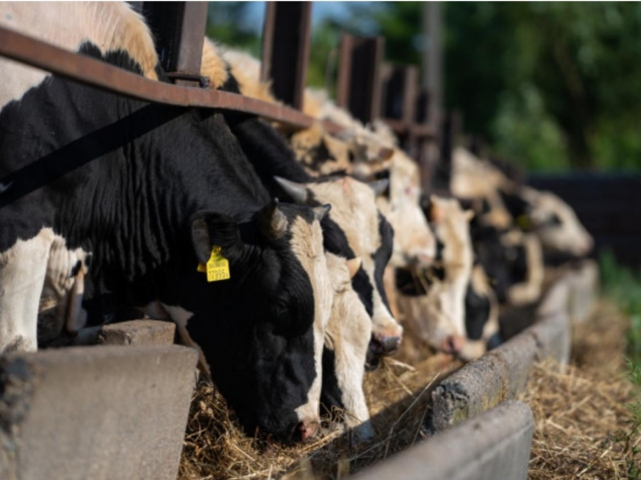 Clima mais quente favorece incidência de carrapatos na pecuária bovina