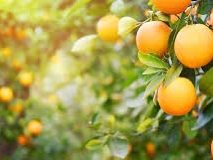 Falta de acordo com o Mercosul tirou o suco de laranja das prateleiras sul-coreanas