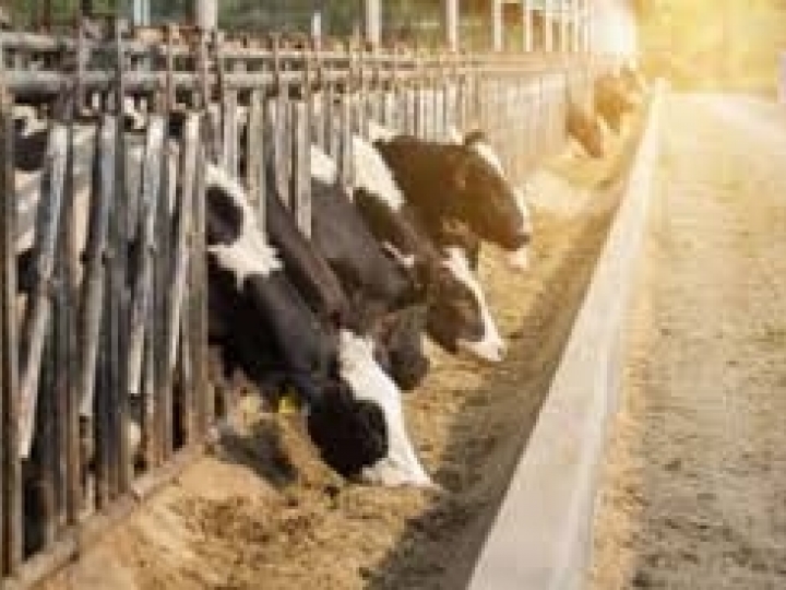 Produção de ração no Brasil cresce 10% em 2020 