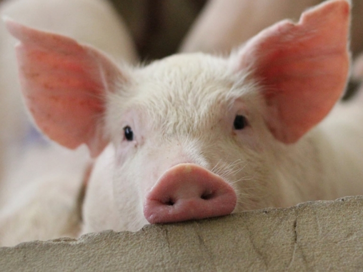 Biosseguridade e cuidados com o manejo animal podem prevenir pandemias futuras