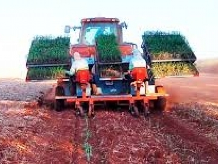 Transplantadora adequada ao sistema MEIOSI é novo desdobramento do MPB