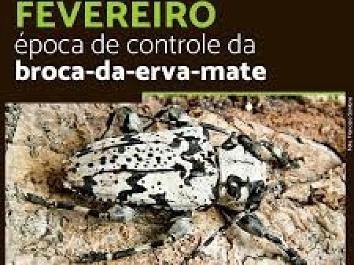 Fevereiro é época de controle da broca-da-erva-mate, principal praga dos ervais