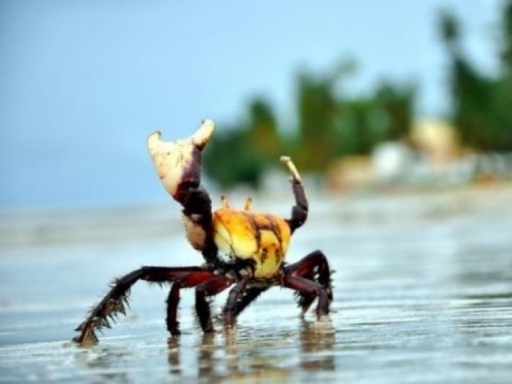 Segundo período do defeso do caranguejo-uçá começa hoje