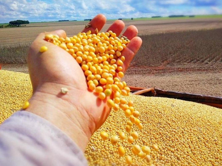 Produção de soja deverá alcançar 133,7mi 