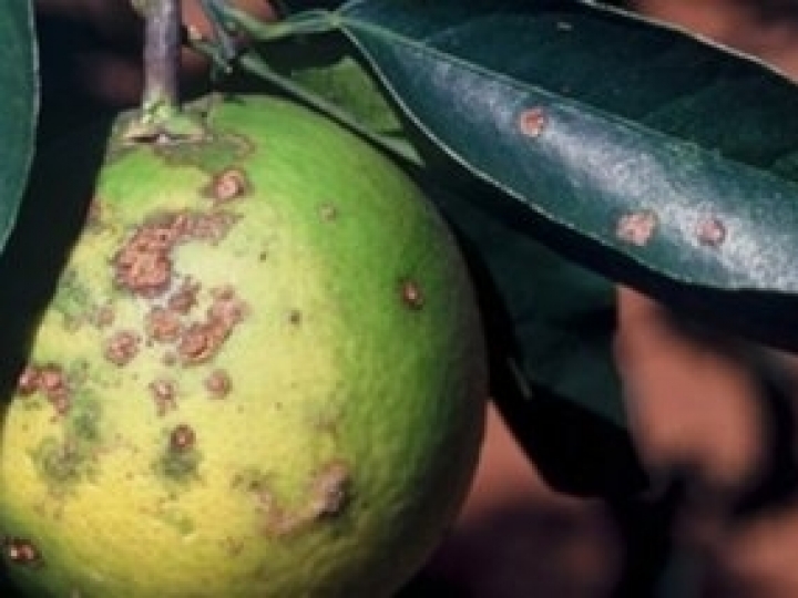 Citricultor tem até 15/01 para informar as inspeções do cancro e greening 